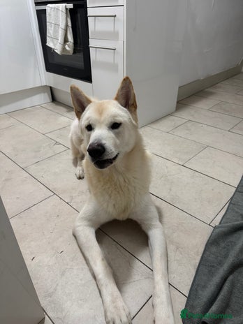 Siberian Husky dogs 23 Month Old Siberian Husky Mix in London - Advert 5
