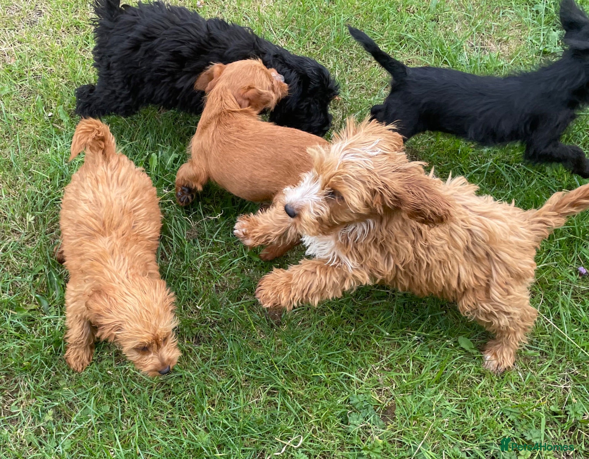 Cockapoo dogs Cockapoo puppies for sale - Advert 1