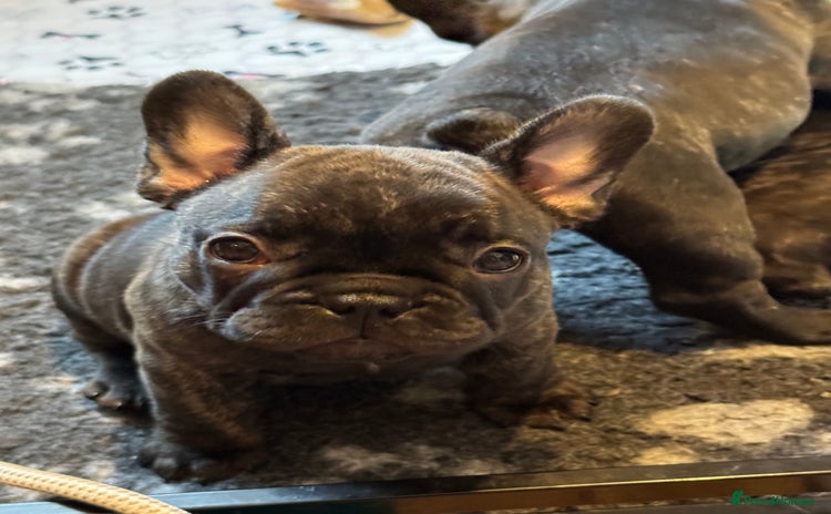 French Bulldog dogs - Advert 9