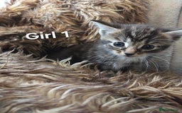Mixed Breed cats for sale: 5 Adorable Kittens Ready for New Homes! - Image 11