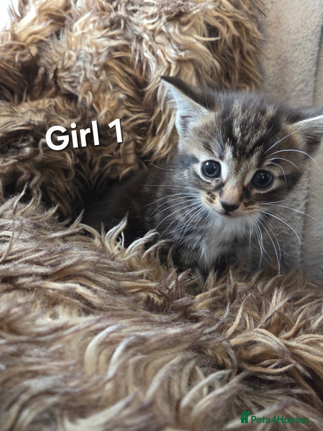 Mixed Breed cats for sale: 5 Adorable Kittens Ready for New Homes! - Image 11