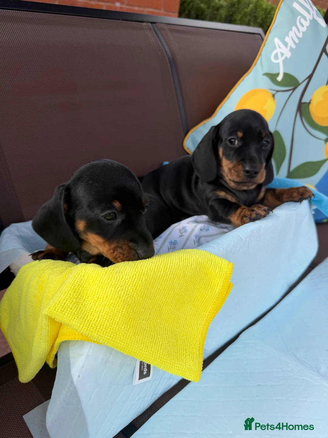 Miniature Dachshund dogs for sale: A litter of 2 lovely dachshund pups - Advert 2