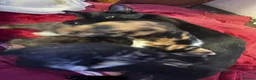 Mixed Breed cats for sale: Kittens for sale  in Bradford - Advert 6