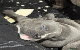 Mixed Breed dogs for sale: canó corso cross british bulldog puppy’s  - Image 26