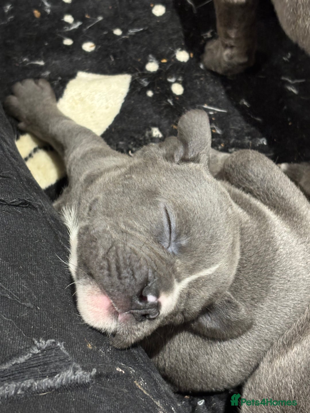 Mixed Breed dogs for sale: canó corso cross british bulldog puppy’s  - Image 26
