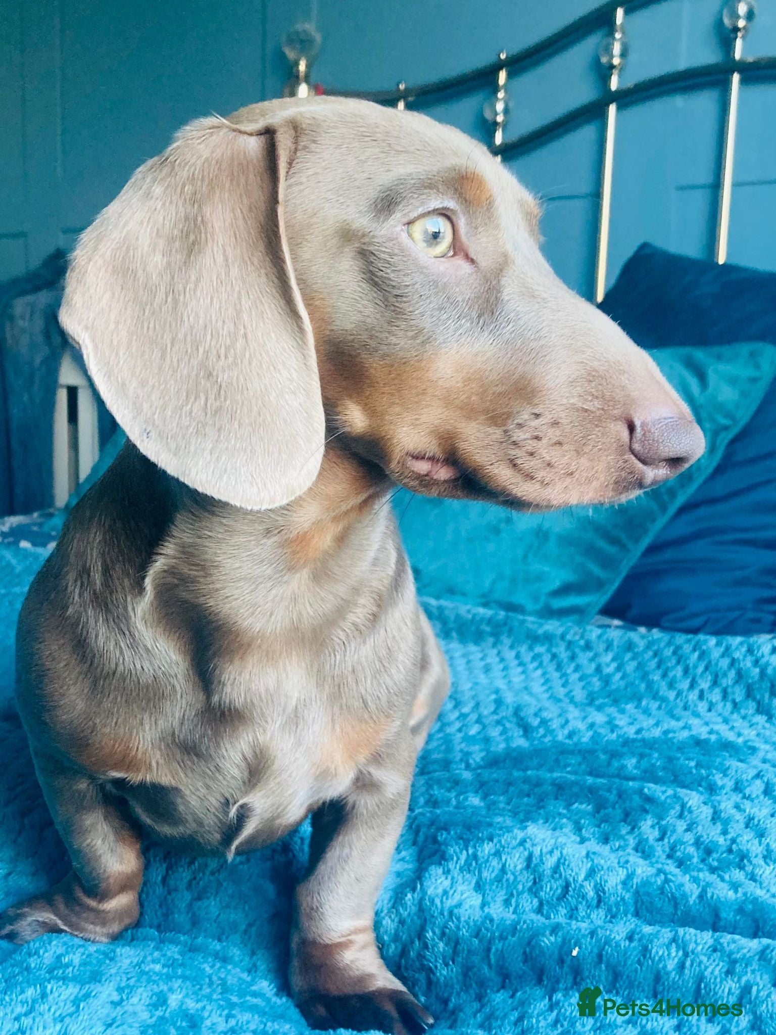 Miniature Dachshund dogs KCReg PRA,OI,DM Clear COI 0.0% Miniature Dachshund in Gunnislake - Advert 14