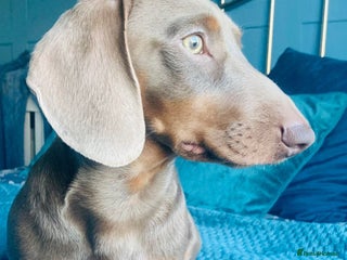 Miniature Dachshund dogs in Gunnislake - Advert 15