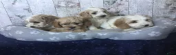 Mixed Breed dogs for sale: Adorable Cockalierpoo pups ( so cute) - Advert 7