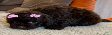 Cavapoo 4