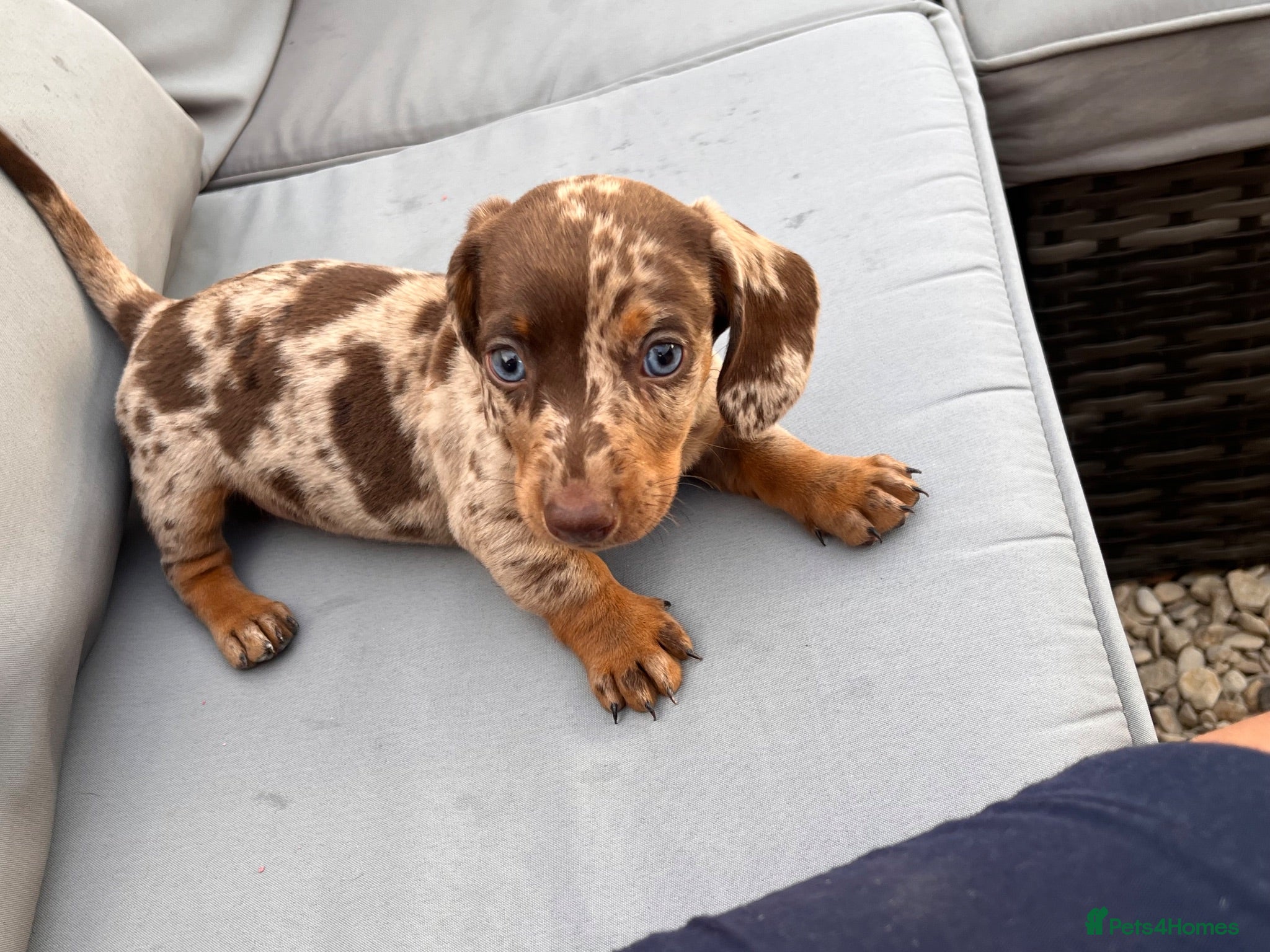 Dachshund dogs ⭐️READY NOW ⭐️Beautiful Dachshunds  - Advert 4