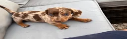 Dachshund dogs for sale: Beautiful Dachshunds  in Gloucester - Advert 33