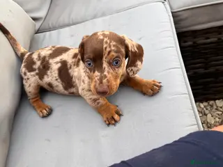 Dachshund dogs ⭐️READY NOW ⭐️Beautiful Dachshunds - Advert 4