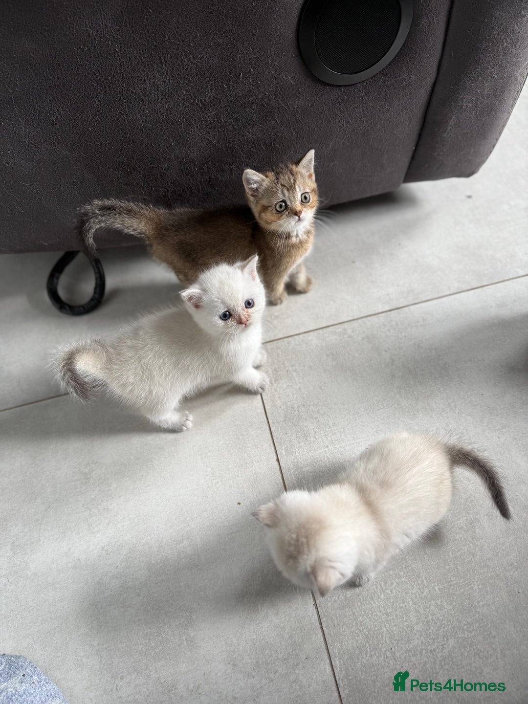 British Shorthair cats for sale: Beautiful GCCF kittens from champion lines  - Image 5