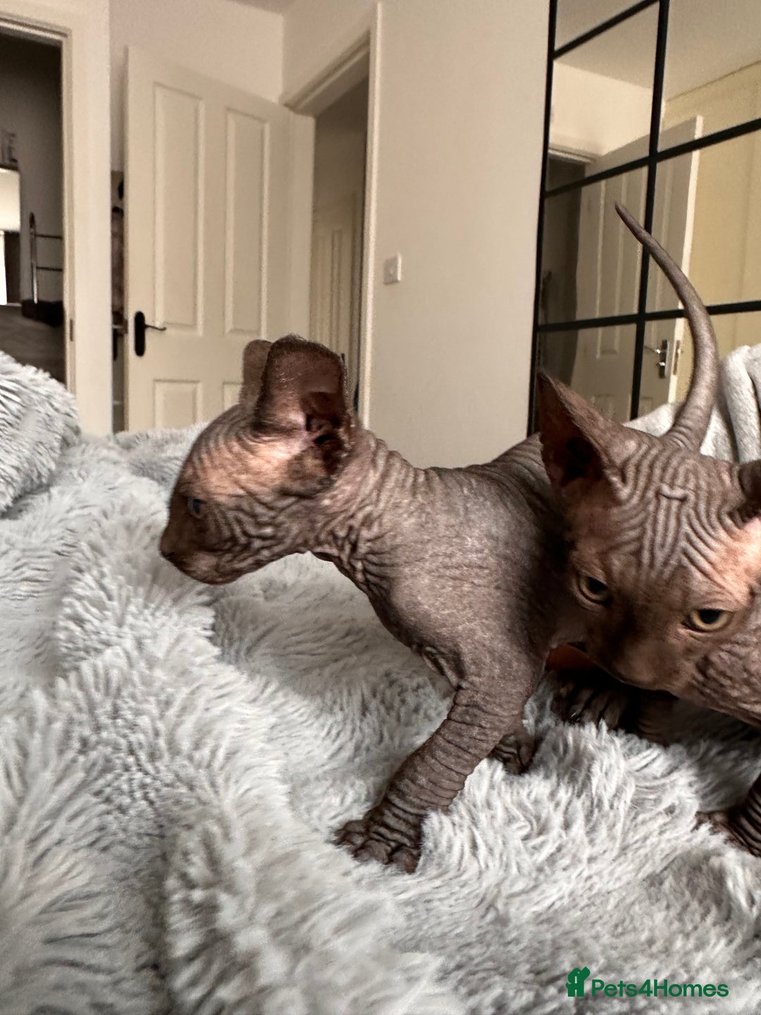 Sphynx cats for sale: Four 😍 SPHYNX kittens  - Image 3