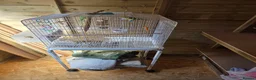 Parrots birds for sale: Parrotlet pair for sale in Newcastle upon Tyne - Advert 2