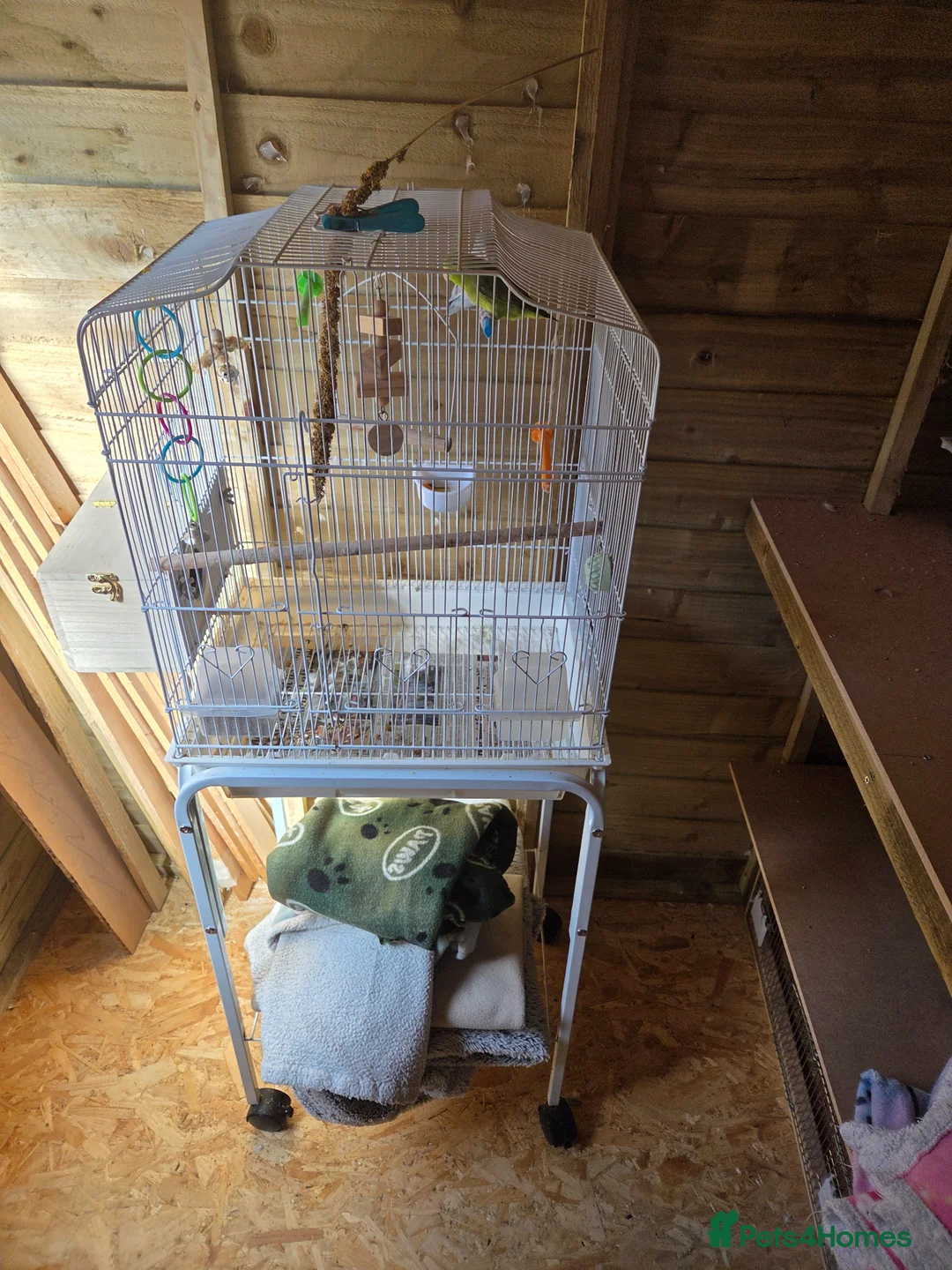 Parrots birds for sale: Parrotlet pair for sale in Newcastle upon Tyne - Advert 2