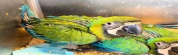 Macaws birds for sale: Milligold Macaw Babies – Two Females Available in Louth - Advert 2