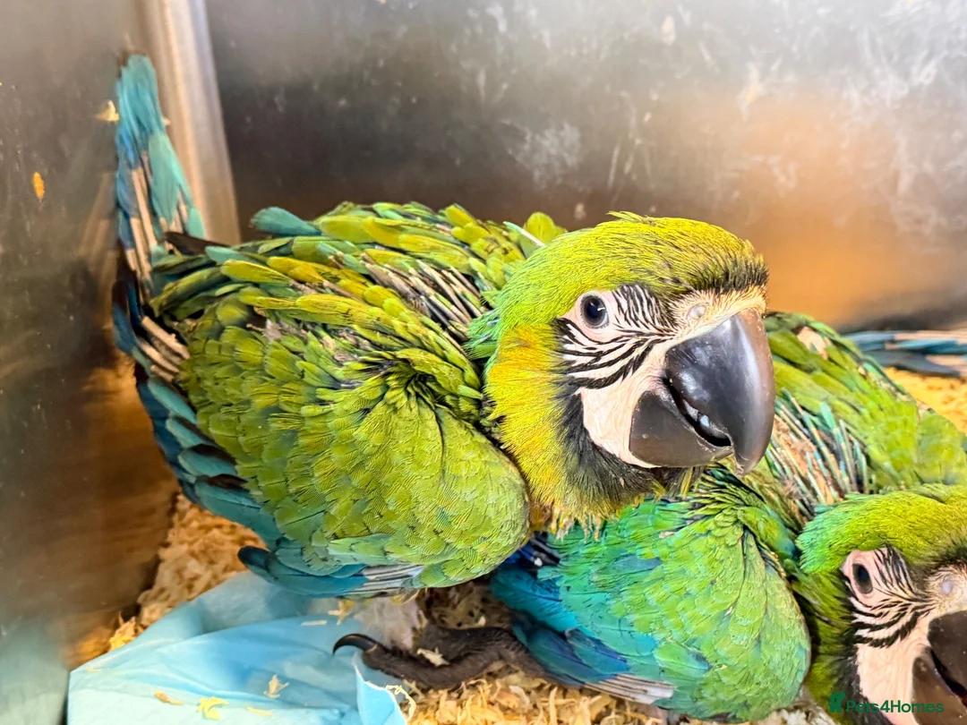 Macaws birds for sale: Milligold Macaw Babies – Two Females Available in Louth - Advert 2