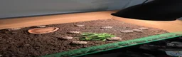 Tortoise reptiles for sale: Uk Bred Hermann tortoises - Advert 6