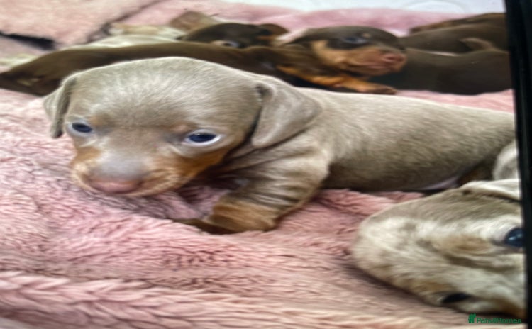 Dachshund dogs - Advert 2