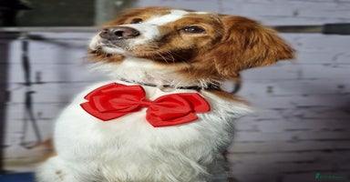 Brittany Spaniel dogs in Bedford - Advert 2