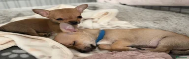 Pomchi 2