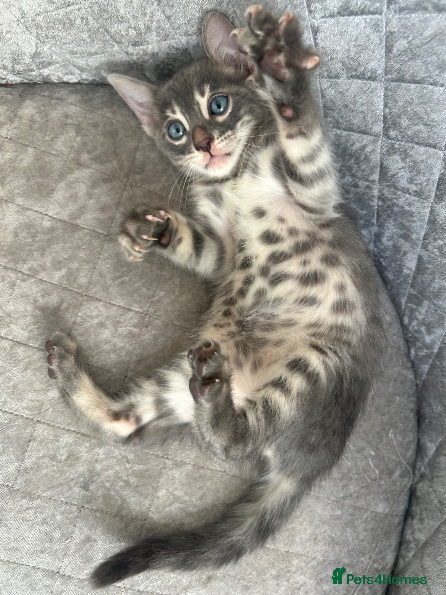 Bengal cats Female Blue & Black Smoke TICA Bengal kittens  - Advert 4
