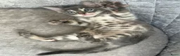 Bengal cats for sale: Female Blue & Black Smoke TICA Bengal kittens  - Advert 6