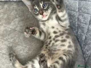 Bengal cats Female Blue & Black Smoke TICA Bengal kittens - Advert 4