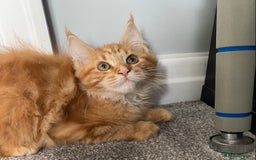 Maine Coon cats for sale: TICA reg Full Pedigree Red Tabby Maine Coon Kitten - Image 8