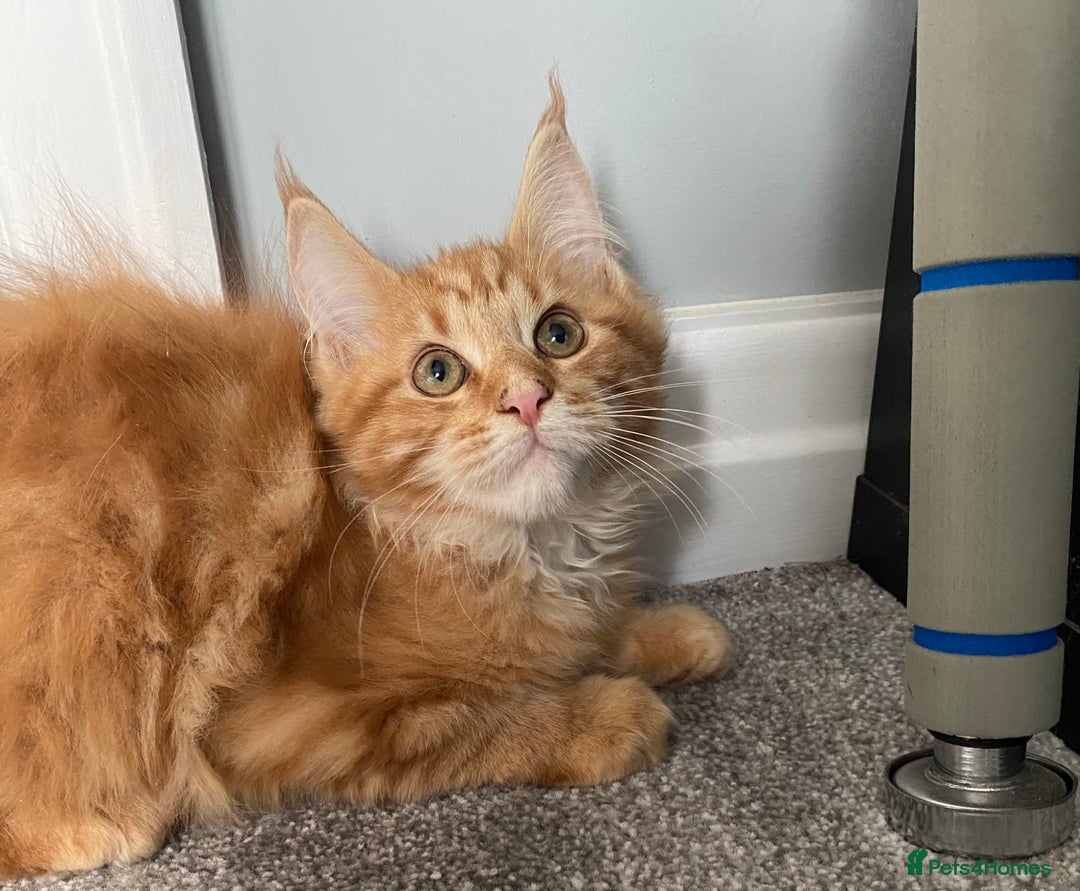 Maine Coon cats for sale: TICA reg Full Pedigree Red Tabby Maine Coon Kitten - Image 8