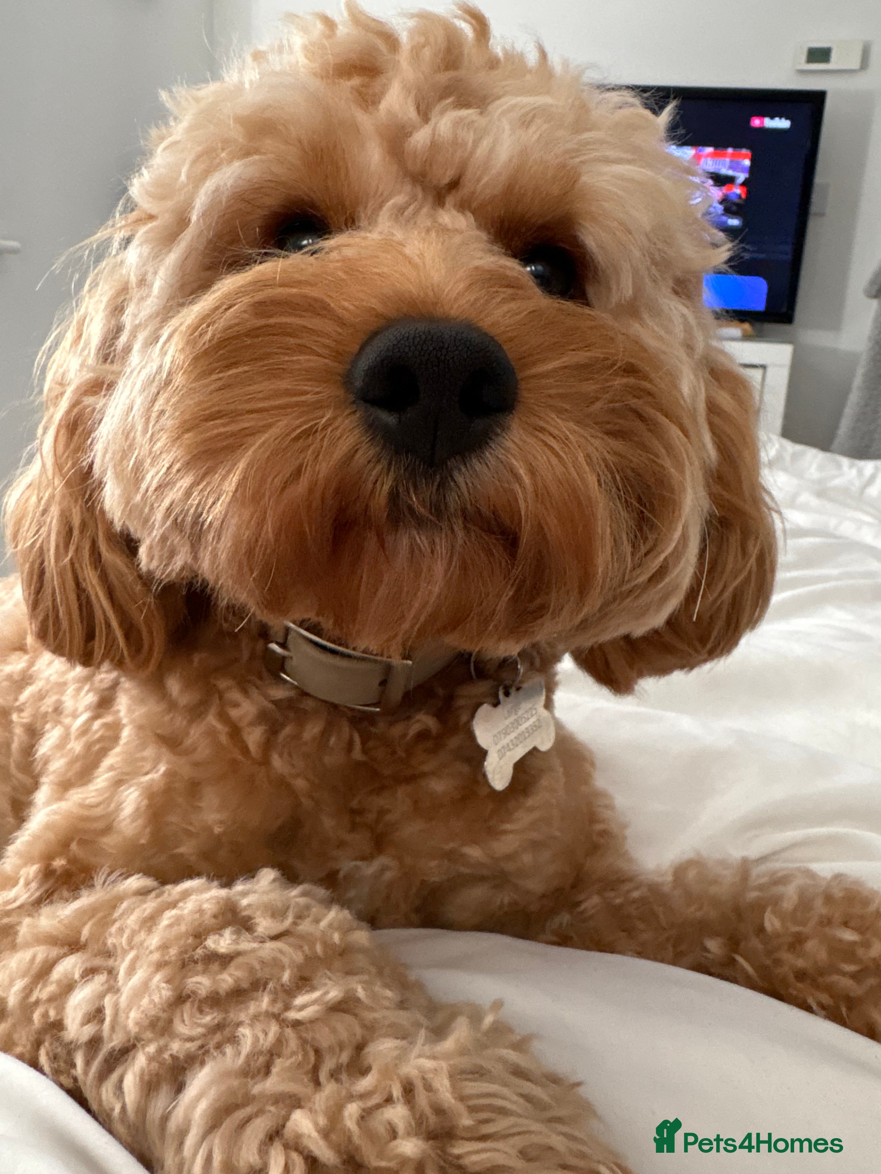 Cavalier King Charles Spaniel dogs Proven F1 Cavapoo for stud - Advert 1