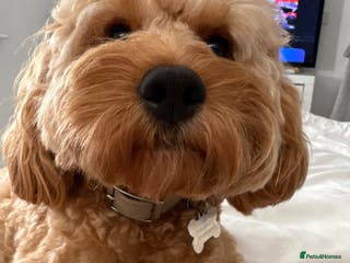 Cavalier King Charles Spaniel dogs Proven F1 Cavapoo for stud - Advert 11