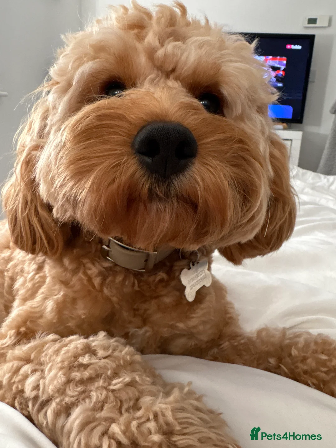 Cavalier King Charles Spaniel dogs for stud: Proven F1 Cavapoo for stud - Advert 1