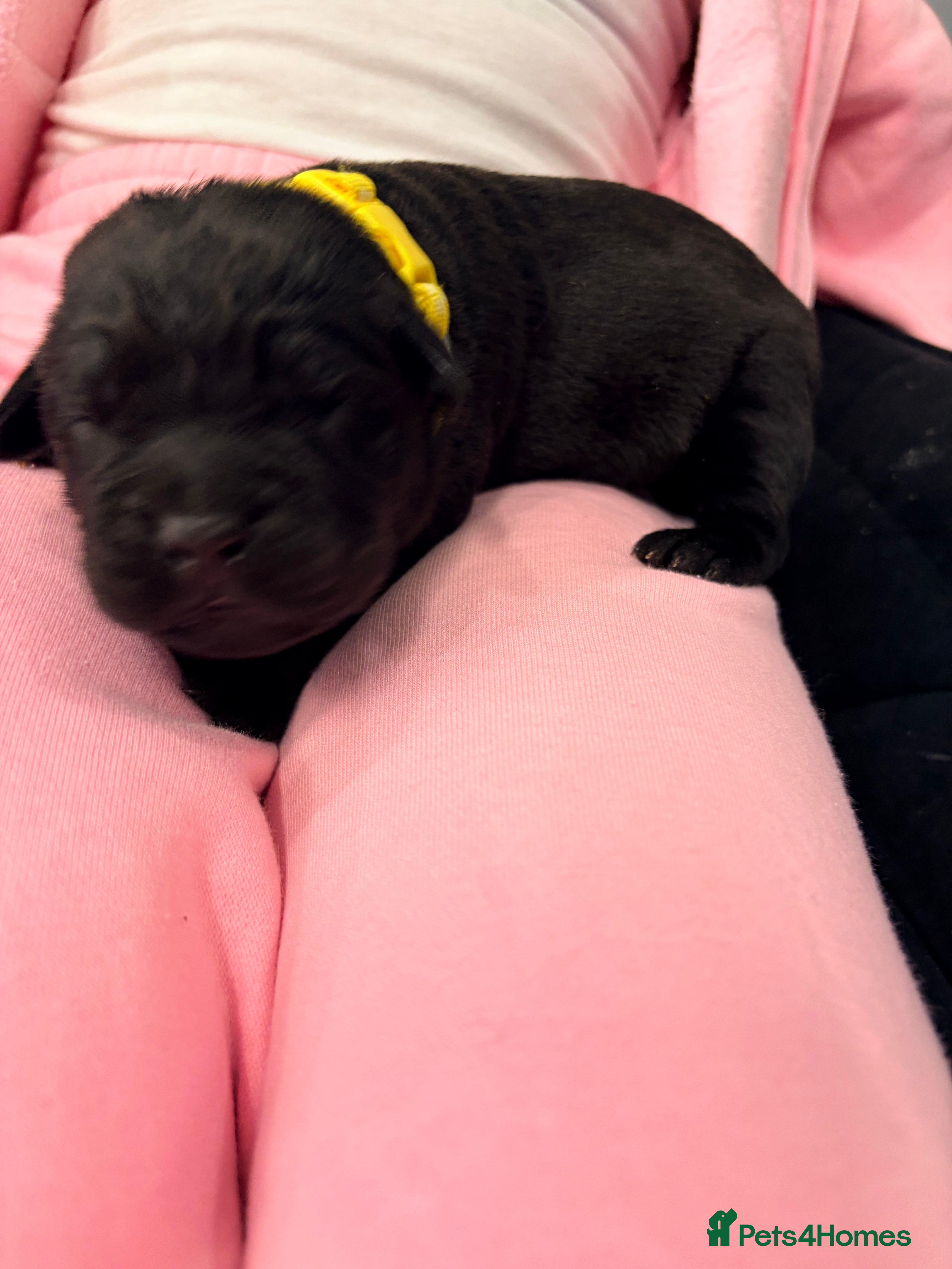 Cane Corso dogs Cane Corso puppy’s  - Advert 2