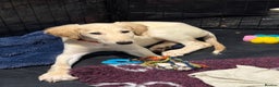 Saluki dogs for sale: Saluki 2 big boys left reduced £ - Advert 11