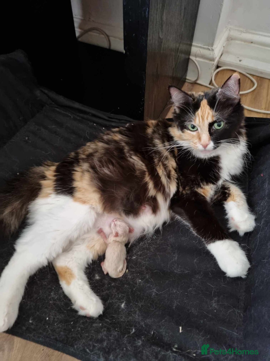 Mixed Breed cats for sale: Ragdoll mix kitten  - Advert 3