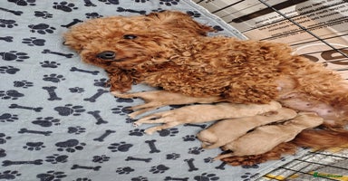 Maltipoo dogs - Advert 12