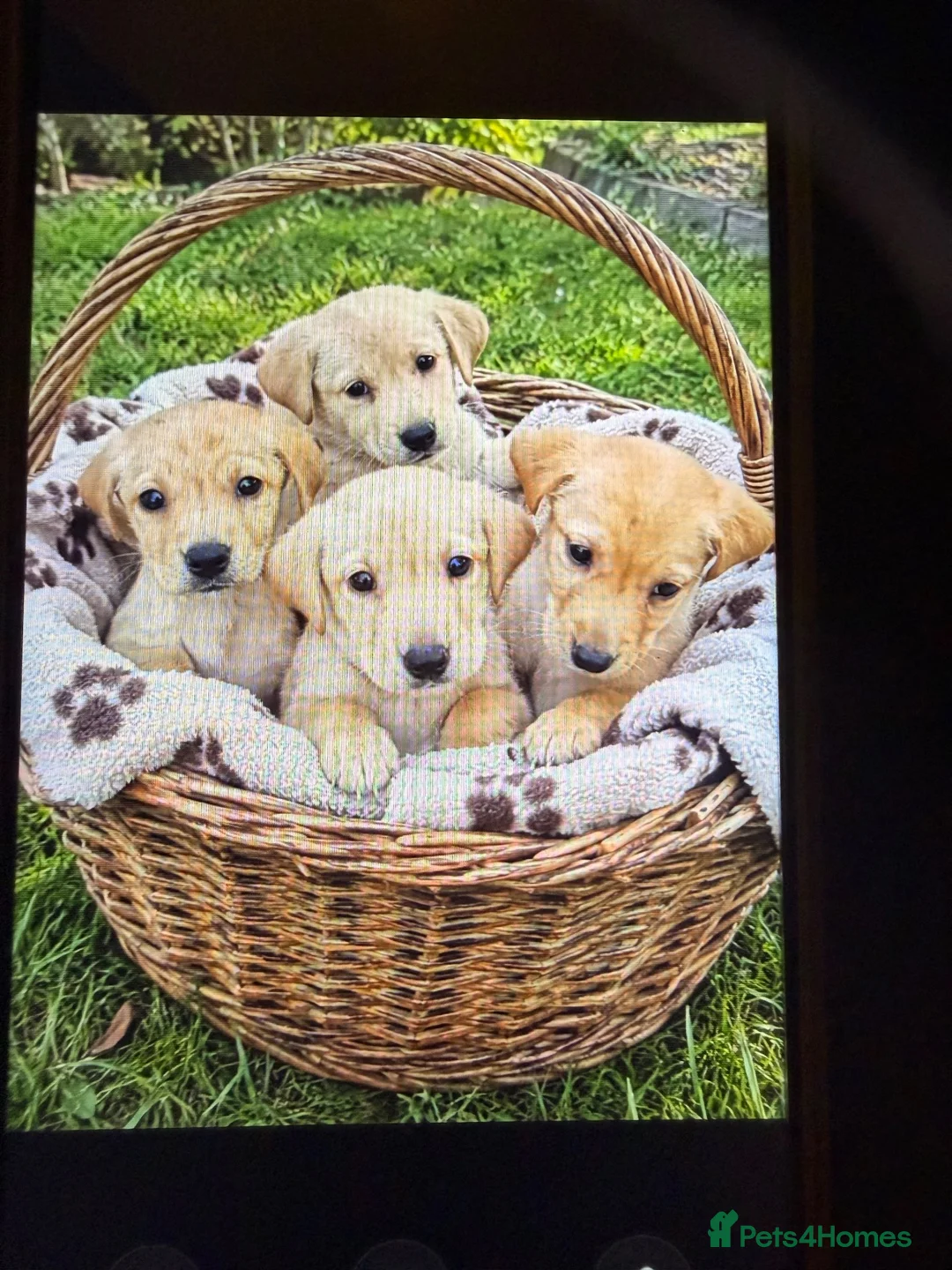 Labrador Retriever dogs for sale: Labrador  - Advert 11