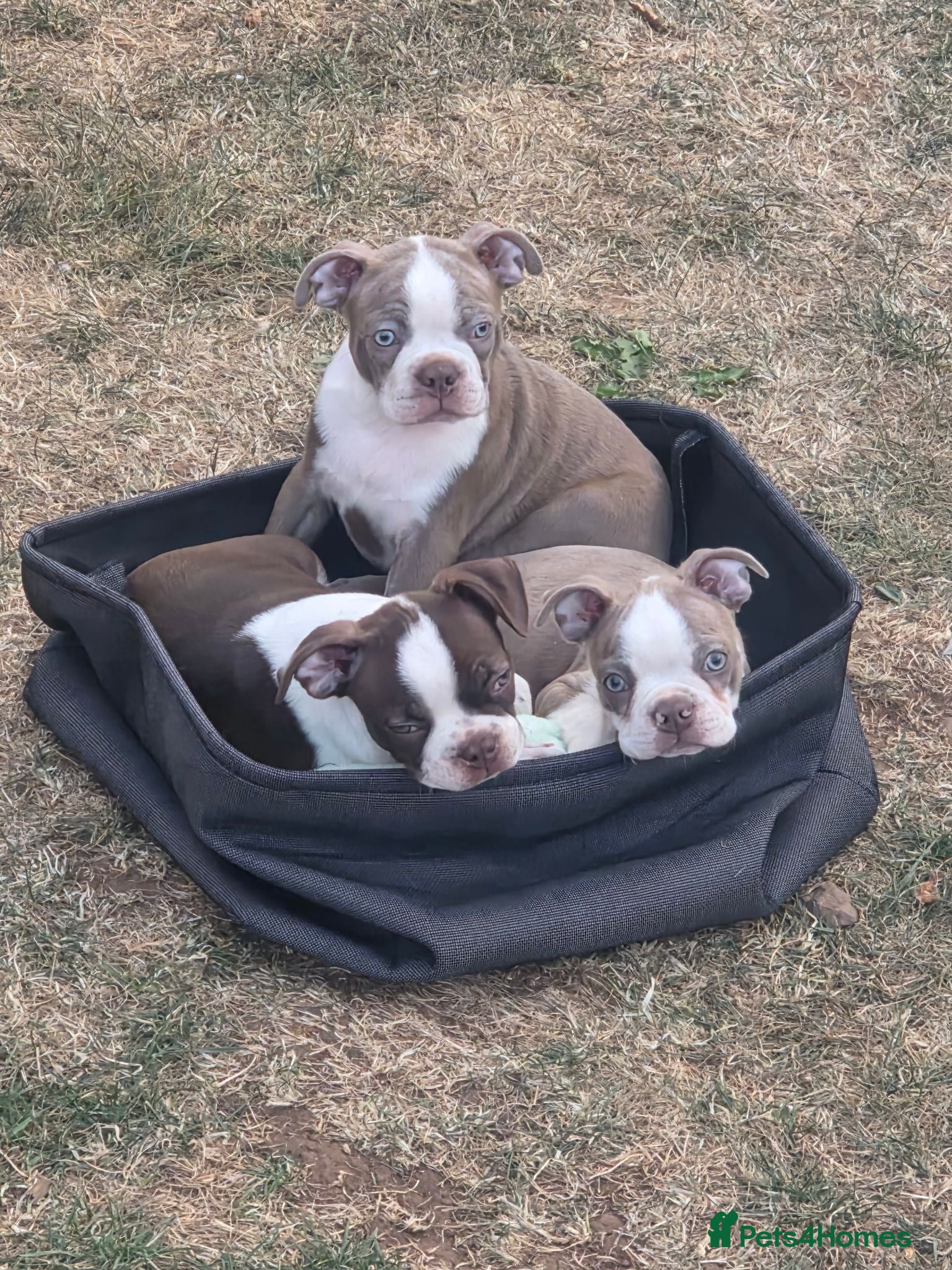 Boston Terrier dogs Beautiful Bostons 🌸 - Advert 7