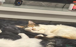 British Longhair cats for sale: Lulu female 2 years old  - Image 9