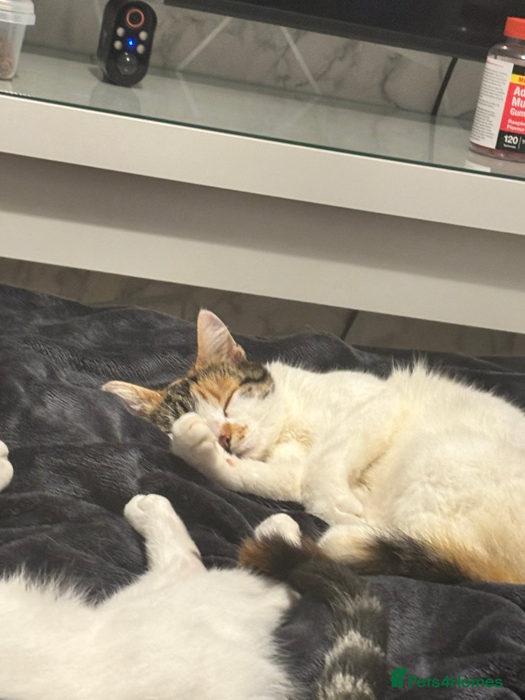 British Longhair cats for sale: Lulu female 2 years old  - Image 9