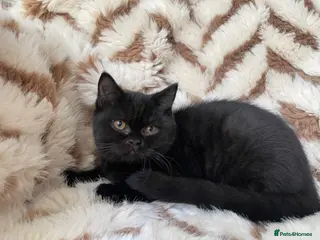 British Shorthair cats HUGE BLACK GCCF KITTEN READY TO LEAVE NOW - Advert 10