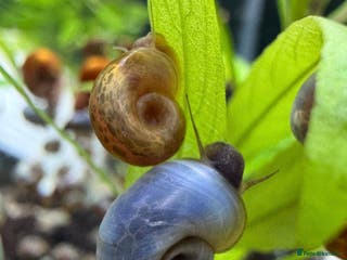 Snails fish Ramshorn snails - Advert 1