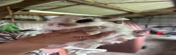 Mini Lop rabbits for sale: Beautiful Minilops for sale - Advert 8