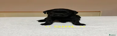 Yellow collar black pup