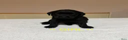 Labrador Retriever dogs for sale: Labrador puppies - Advert 5