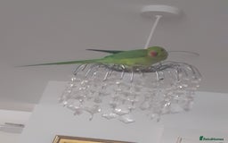 Ringnecks birds for sale:  Ringneck parrot with 2 of his toys and his cage  - Image 1