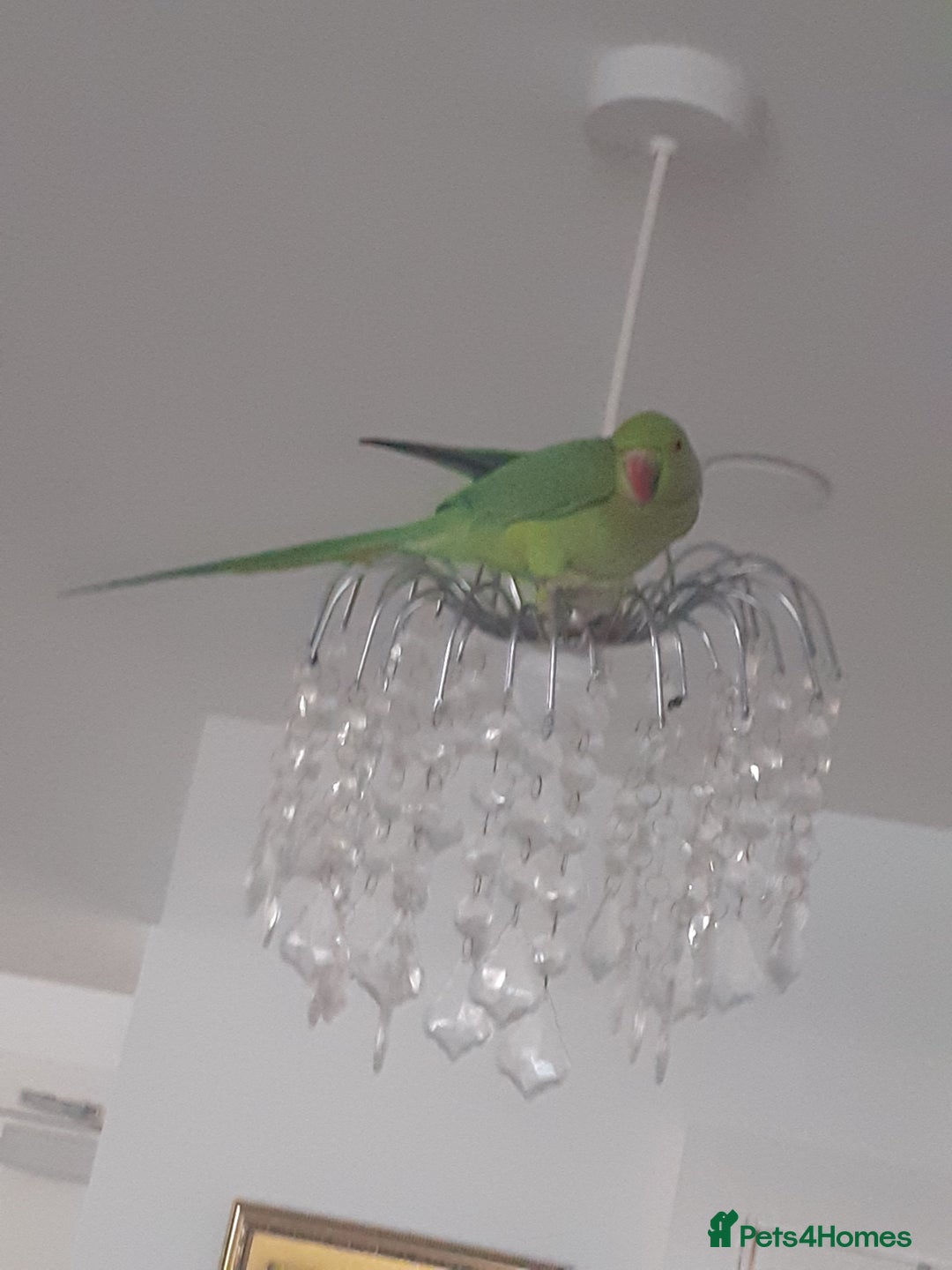 Ringnecks birds for sale:  Ringneck parrot with 2 of his toys and his cage  - Image 1
