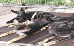 German Shepherd dogs for sale: DDR CZECH GERMAN 🇨🇿 straight back working GSD - Image 2